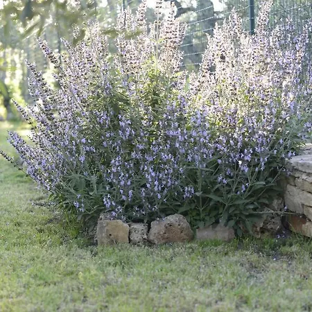Bed & Breakfast Casa Di Campagna